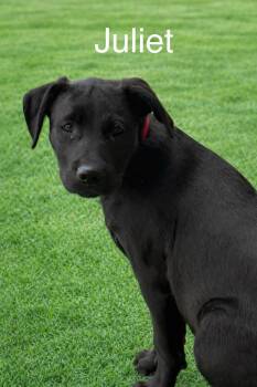 Black Labrador Retriever Dogs Available for Adoption in Columbia, Maryland - Juliet | PetCurious