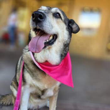 Bailey -  Shepherd and Husky Dog for Adoption in Tucson, Arizona - Bailey | PetCurious