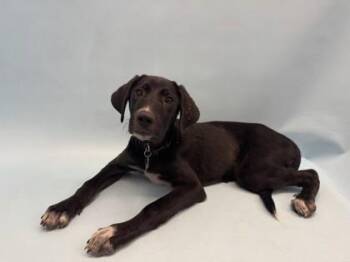 Carlie -  Labrador Retriever and Mixed Breed Dog for Adoption in Woodbury, Minnesota - Carlie | PetCurious