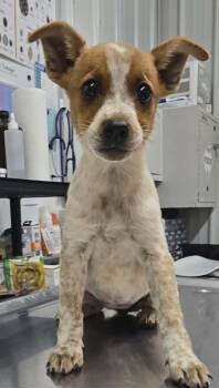 Jill -  Cattle Dog and Mixed Breed Dog for Adoption in Hillsdale, Indiana - Jill | PetCurious