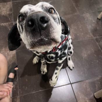 Rescue Dalmatian Dogs for Adoption in San Diego, California - Caesar-Sylmar, CA | PetCurious