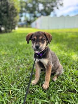 Avery -  Beagle and Mixed Breed Dog for Adoption in Aiken, South Carolina - Avery | PetCurious