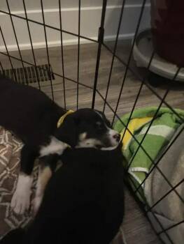 Beckham -  Mixed Breed Dog for Adoption in Wyoming, Michigan - Beckham | PetCurious