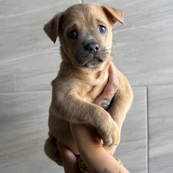 Mixed Breed Dogs Available for Adoption in Las Vegas, Nevada - New Balance | PetCurious