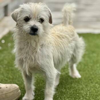 Winston -  Terrier and Poodle Dog for Adoption in Hondo, Texas - Winston | PetCurious