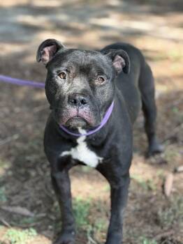 Rescue Pit Bull Terrier and Mixed Breed Dogs for Adoption in Springfield, Illinois - Angus | PetCurious