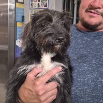 Schnauzer Dogs Available for Adoption in Albion, New York - Cricket | PetCurious