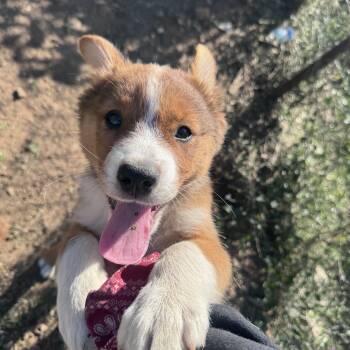 Great Pyrenees and Chow Chow Dogs Available for Adoption - Foxy | PetCurious