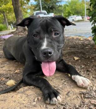 Rescue Pit Bull Terrier Dogs for Adoption in Sacramento, California - VELMA | PetCurious