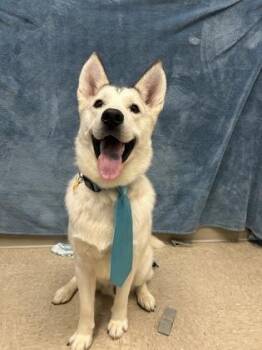 Buford -  Husky Dog for Adoption in Hamilton, Ohio - Buford | PetCurious