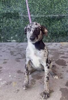 61800972 -  Australian Cattle Dog Blue Heeler and Mixed Breed Dog for Adoption in El Paso, Texas - 61800972 | PetCurious