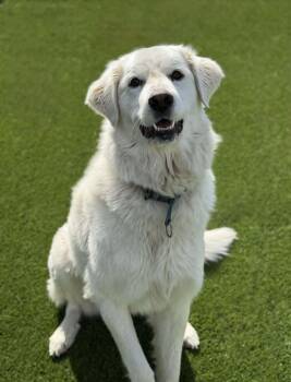 Great Pyrenees Dogs Available for Adoption in Delson, Quebec - Mickey | PetCurious