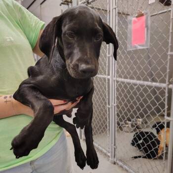 Nubbz McGee -  Labrador Retriever and Boxer Dog for Adoption - Nubbz McGee | PetCurious
