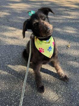 Snapple -  Mixed Breed Dog for Adoption in Wayne, New Jersey - Snapple | PetCurious