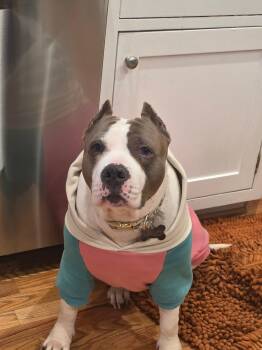 Halo -  American Bully Dog for Adoption in Richmond, Texas - Halo | PetCurious