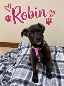 Robin -  Retriever Dog for Adoption in Douglas, Massachusetts - Robin | PetCurious