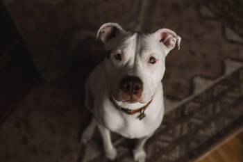 American Staffordshire Terrier Dogs Available for Adoption - Poppy | PetCurious
