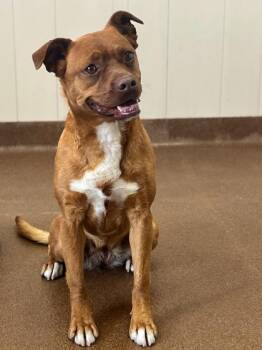 Annie -  Terrier Dog for Adoption in Winfield, Kansas - Annie | PetCurious