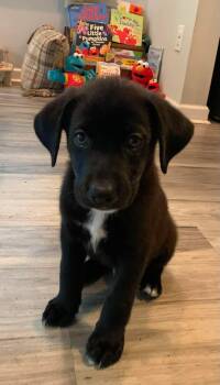 Vincent -  Retriever Dog for Adoption in Wando, South Carolina - Vincent | PetCurious