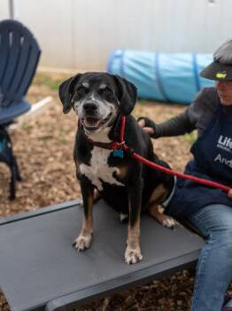 Mixed Breed Dogs Available for Adoption in Chamblee, Georgia - Hamster | PetCurious