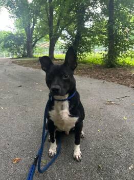 Pierre -  Mixed Breed Dog for Adoption in Lawrenceburg, Tennessee - Pierre | PetCurious