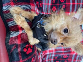 Rescue Chihuahua Dogs for Adoption in Memphis, Tennessee - Peanut | PetCurious