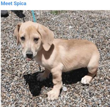 Spica -  Basset Hound and Labrador Retriever Dog for Adoption in Salt Lake City, Utah - Spica | PetCurious