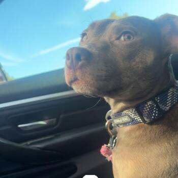Kitty -  Pit Bull Terrier and Mixed Breed Dog for Adoption in Springfield, Missouri - Kitty | PetCurious