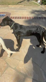 Whippet and Shepherd Dogs Available for Adoption in Bakersfield, California - Bonita | PetCurious
