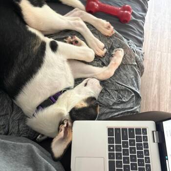 Earl -  Border Collie and Basenji Dog for Adoption in Nashville, Tennessee - Earl | PetCurious