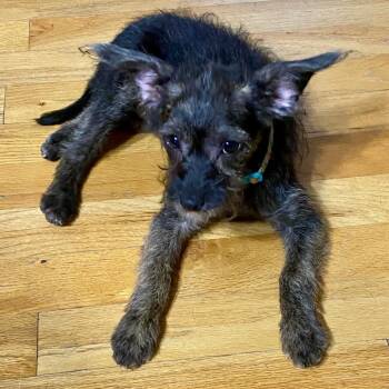 Tilde -  Chihuahua and Yorkshire Terrier Dog for Adoption in Houston, Texas - Tilde | PetCurious