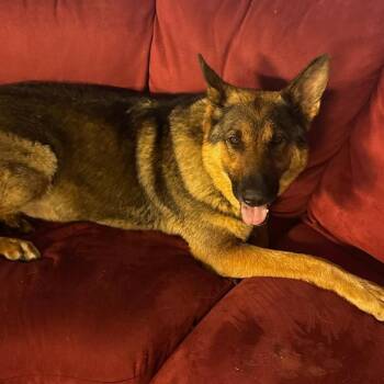 Lilly -  German Shepherd Dog Dog for Adoption in Fairfax Station, Virginia - Lilly | PetCurious