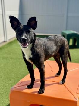 Cattle Dog Dogs Available for Adoption in Irwin, Pennsylvania - Maizie | PetCurious