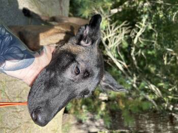 Lily -  Belgian Shepherd Malinois Dog for Adoption in Duxbury, Massachusetts - Lily | PetCurious