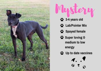 Mystery -  Black Labrador Retriever and Pointer Dog for Adoption in Junction City, Kansas - Mystery | PetCurious
