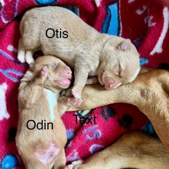 Dachshund Dogs Available for Adoption - Otis | PetCurious