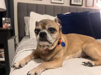 Arthur -  Pug Dog for Adoption in Denver, Colorado - Arthur | PetCurious
