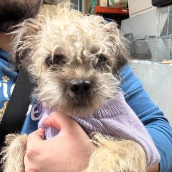 Pug and Terrier Dogs Available for Adoption - Penelope- City Of Industry Location | PetCurious