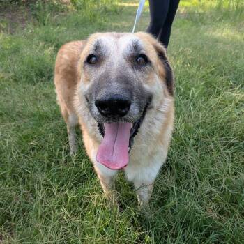 Golden -  German Shepherd Dog Dog for Adoption in Wake Forest, North Carolina - Golden | PetCurious