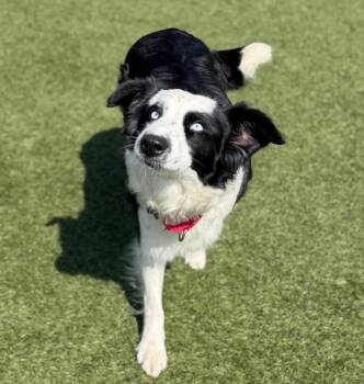 Border Collie and Australian Shepherd Dogs Available for Adoption - Faith | PetCurious