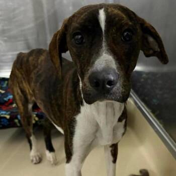 Mixed Breed Dogs Available for Adoption in Buffalo, Minnesota - Clarence | PetCurious