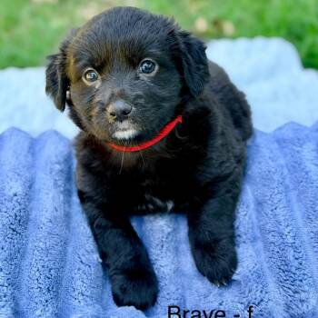 Mixed Breed Dogs Available for Adoption in Huntsville, Alabama - Brave | PetCurious