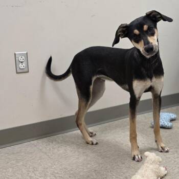 Tomahawk -  Hound and Mixed Breed Dog for Adoption in Chatham, Virginia - Tomahawk | PetCurious