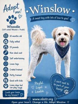 Winslow -  Wheaten Terrier and Poodle Dog for Adoption in Oak Creek, Wisconsin - Winslow | PetCurious