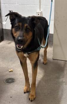 RANGER -  German Shepherd Dog Dog for Adoption - RANGER | PetCurious