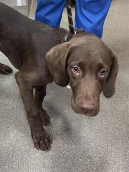 Labrador Retriever Dogs Available for Adoption - PARKER | PetCurious