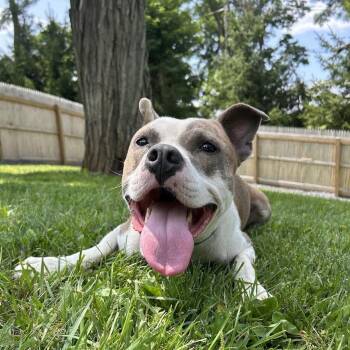 Gordo -  Mixed Breed Dog for Adoption in Bangall, New York - Gordo | PetCurious