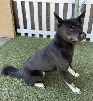 GALLO -  Australian Kelpie and German Shepherd Dog Dog for Adoption in Modesto, California - GALLO | PetCurious
