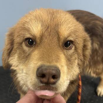 Mixed Breed Dogs Available for Adoption - Tax Fraud | PetCurious