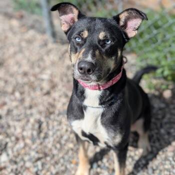 Sapphie -  Mixed Breed Dog for Adoption in West Olive, Michigan - Sapphie | PetCurious